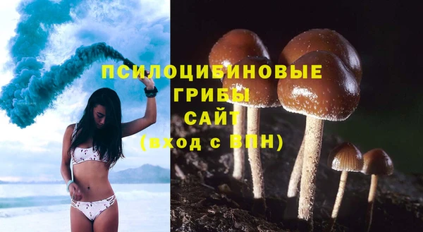стаф Бородино